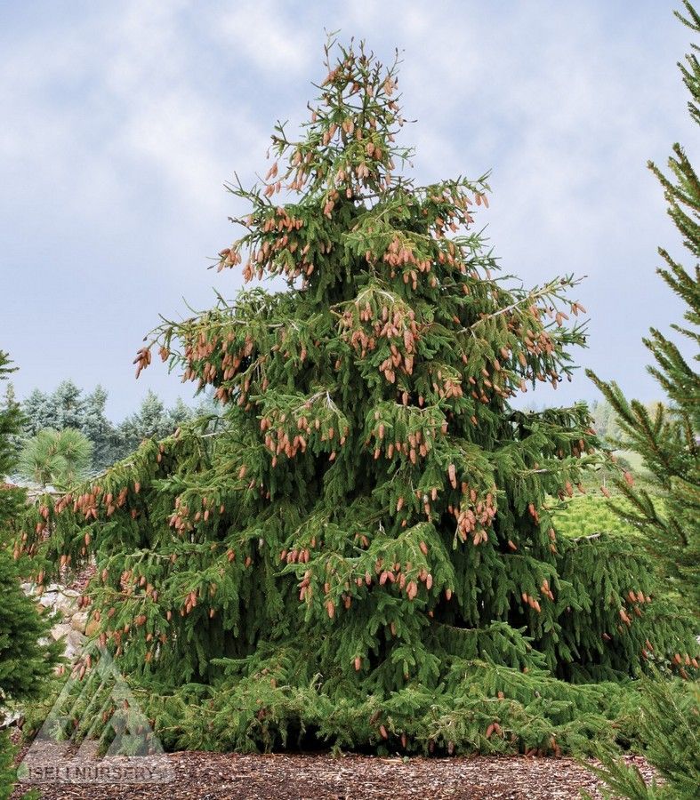 Picea, abies, Acrocona, - #6