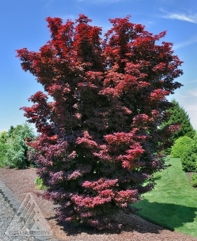 Acer, palma, Twombly’s Red Sentinel - #15