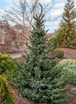 Picea, omori, de Ruyter - #3