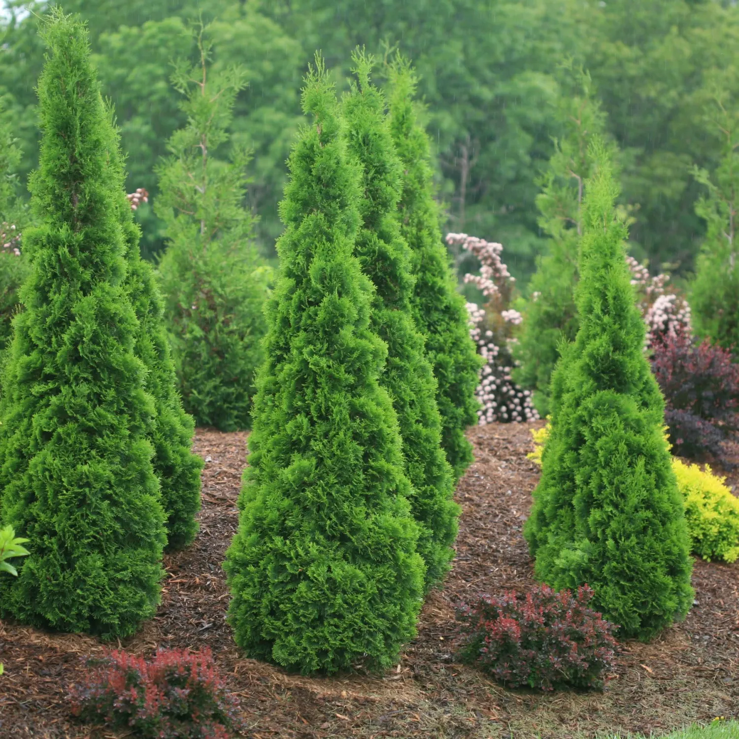 Thuja, North Pole Arborvitae - #5 PW