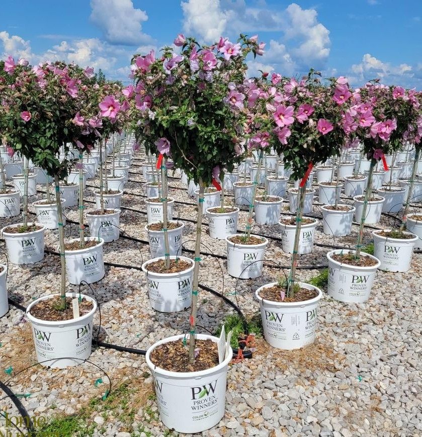 Hibiscus, syr, Lil Kim Red Tree- #7 PW