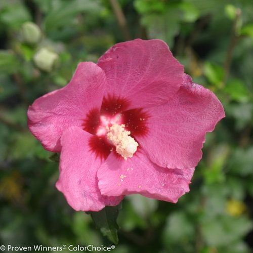 Hibiscus, syr, Lil Kim Red - #5 PW