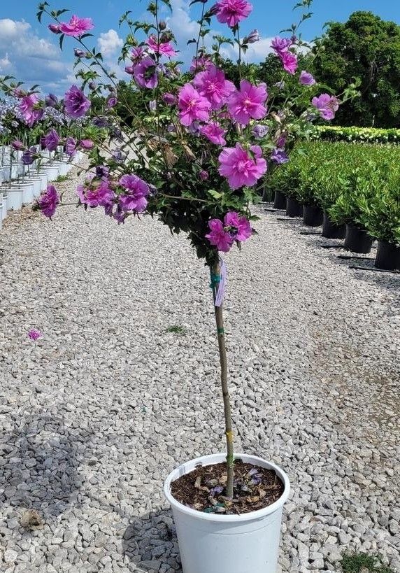 Hibiscus, syr, Dk Lavender Chiffon  Tree- #7 PW