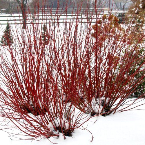 Cornus, ser, Arctic Fire Red - #5 PW