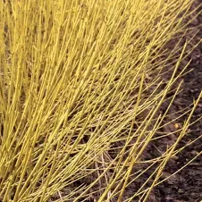 Cornus, ser, Arctic Fire Yellow- #5 PW