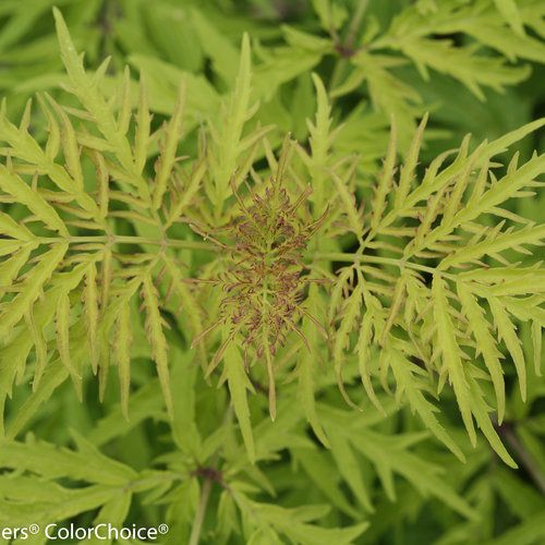 Sambucus rac Lemony Lace- #3 PW
