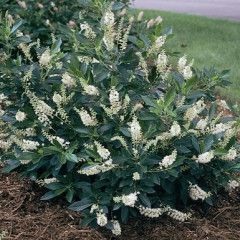 Clethra, aln, Hummingbird - #5