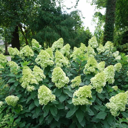 Hydrangea, pan, Limelight Prime- #3 PW