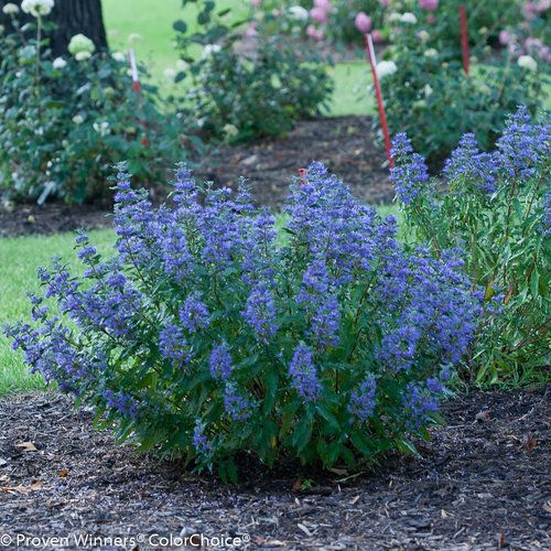 Caryopteris, cla, Beyond Midnight- #2 PW