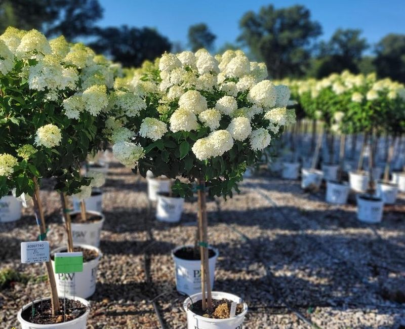 Hydrangea, pan, Limelight Tree- #15 PW