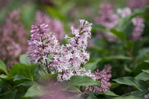 Syringa, Little Lady- #3