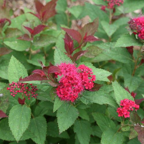 Spiraea, Double Play Doozie - #3 PW