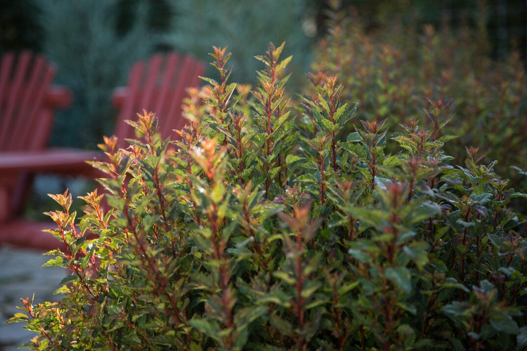 Physocarpus, opu, Little Devil- #3