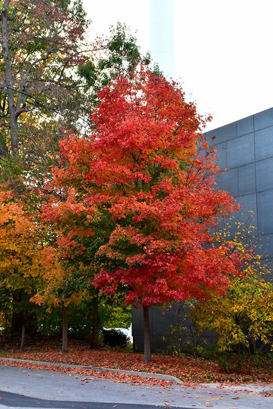Acer, saccharum, Fall Fiesta- #20