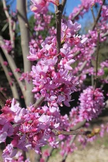 Cercis, canadensis, Summer’s Tower, CLMP - #15