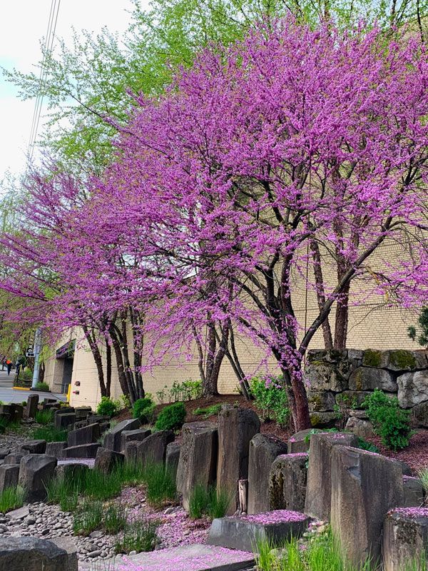 Cercis, canadensis, Eastern Redbud - #15