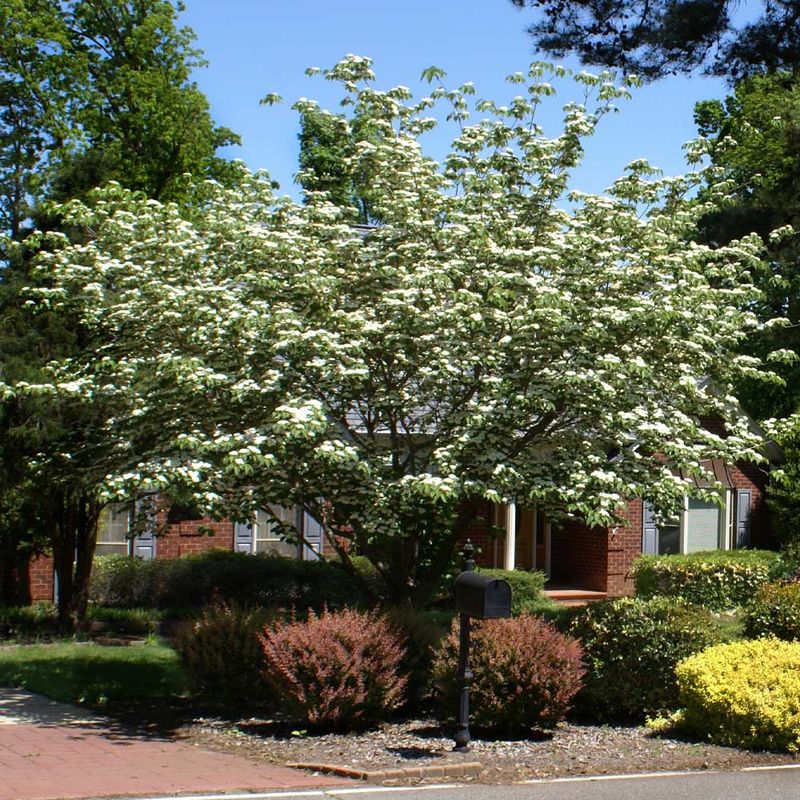 Cornus, kousa,  White, CLMP - #10