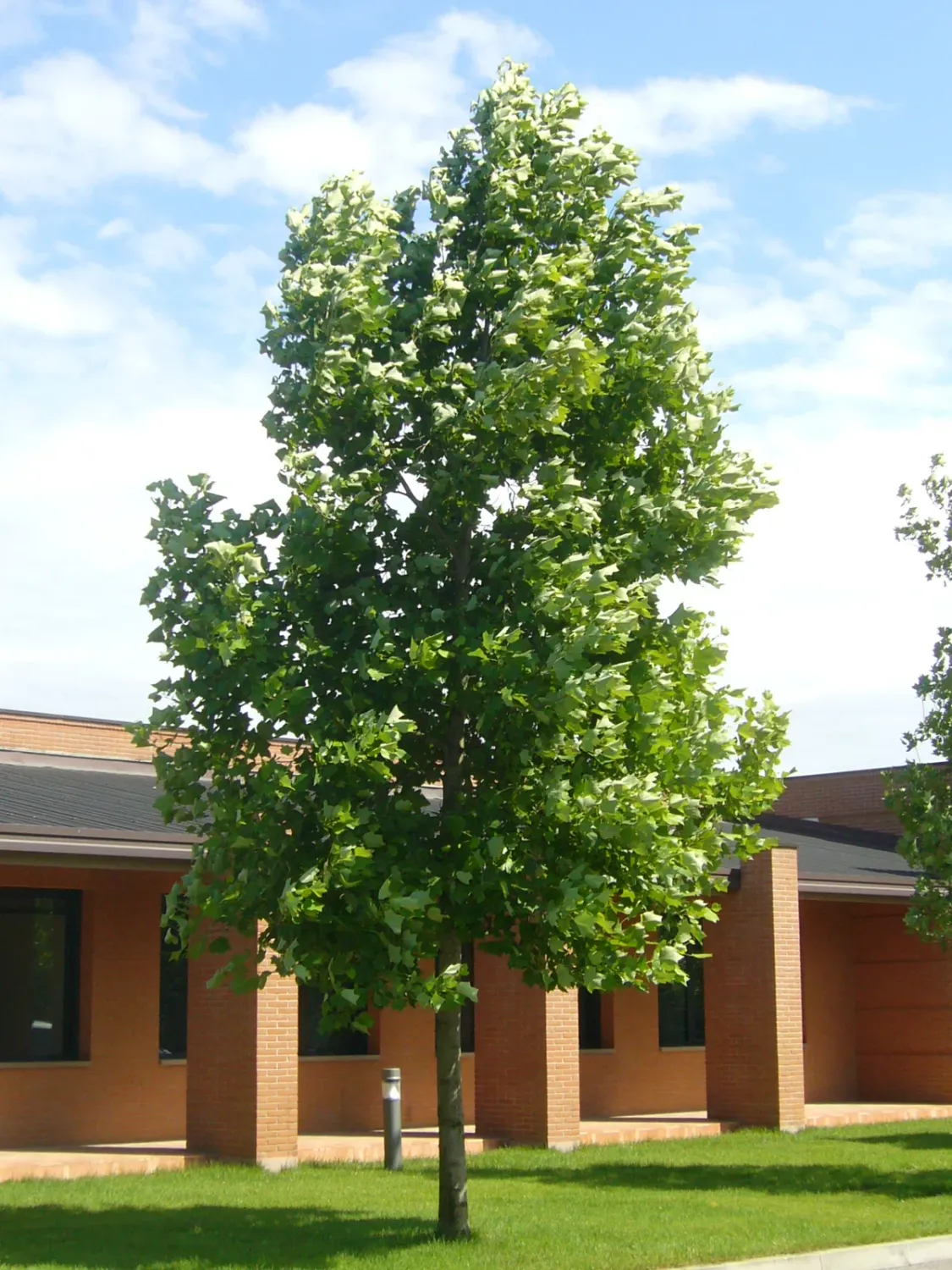 Liriodendron, tulipifera - #15