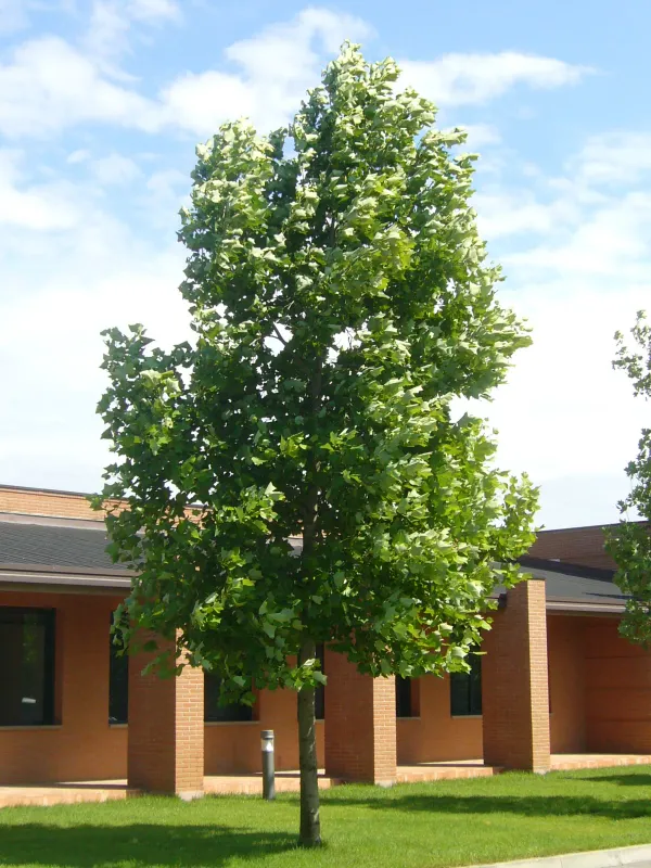 Liriodendron, tulipifera - #15