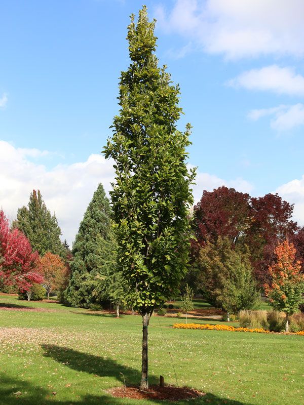 Quercus, bicolor, Bonnie &amp; Mike Beacon - #10