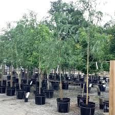 Salix, babylonica, Weeping Willow - #15