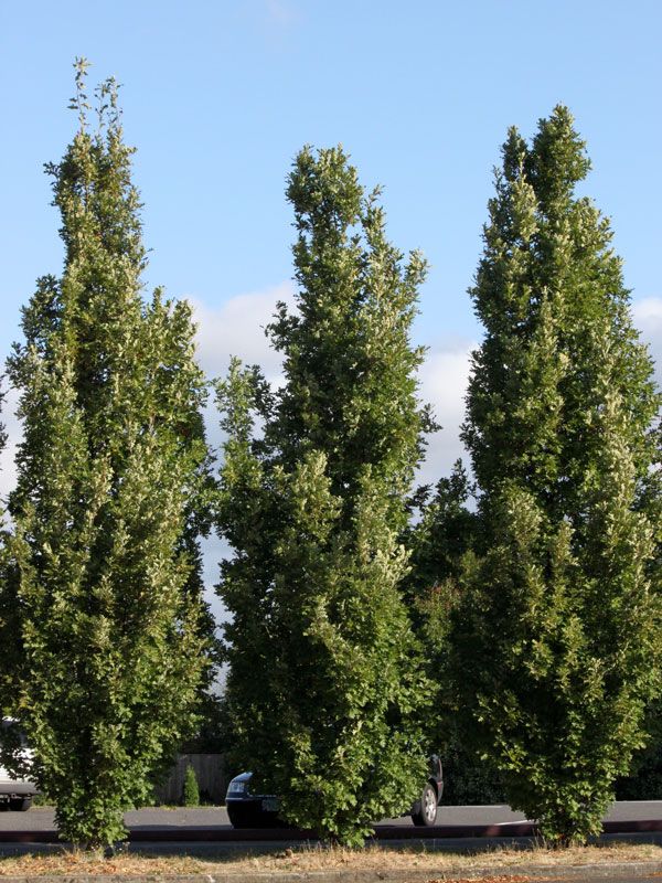 Quercus, robur, Crimson Spire - #30