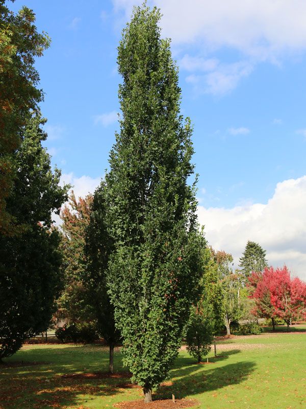 Quercus, robur, Skinny Genes - #10