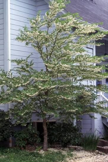 Styrax, japonicus - #15