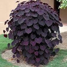 Cercis, canadensis, Ruby Falls - #7