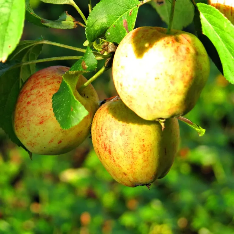 Malus, xdom, Dorsett Golden - #5