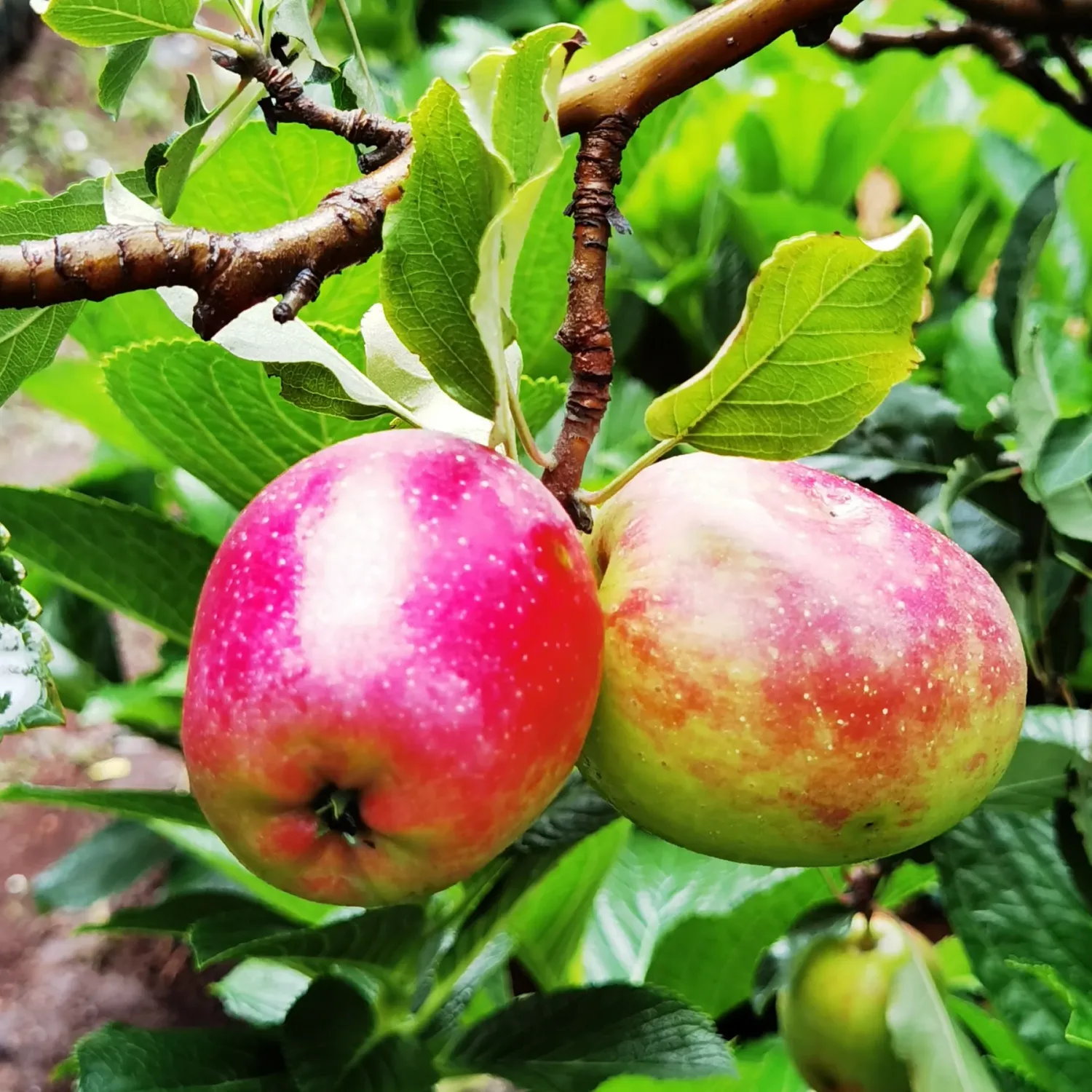 Malus, xdom, Anna - #5