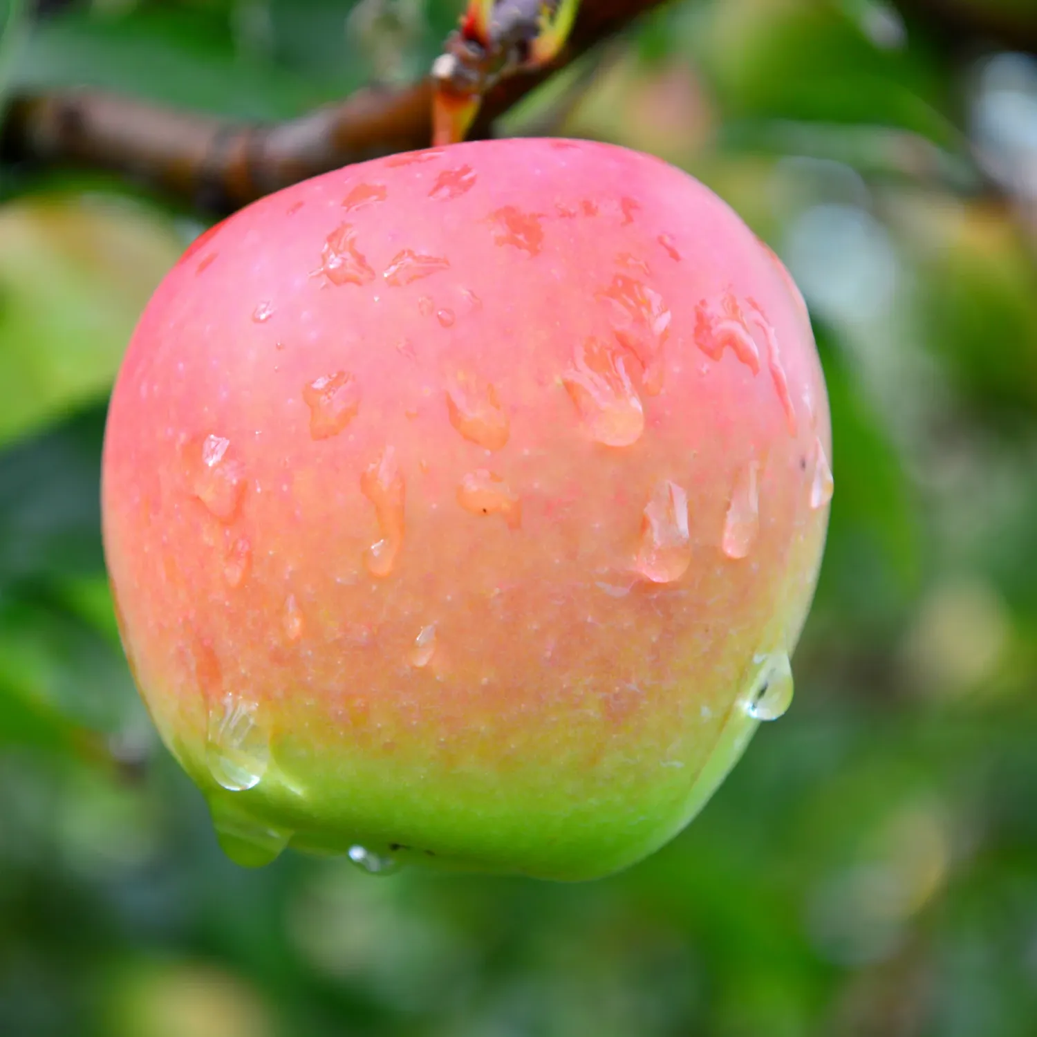 Malus, xdom, Jonagold - #5