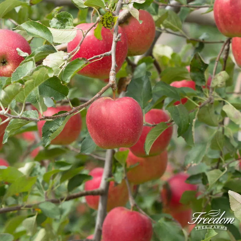 Malus, xdom, Fuji - #7