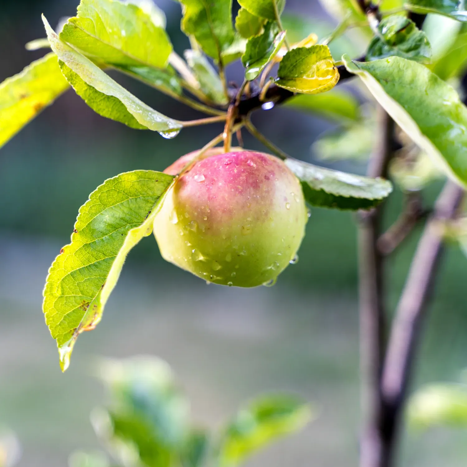 Malus, xdom, Northern Spy - #5