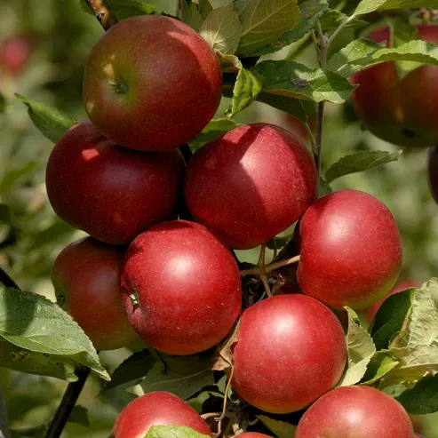 Malus, xdom, Stayman Winesap - #5