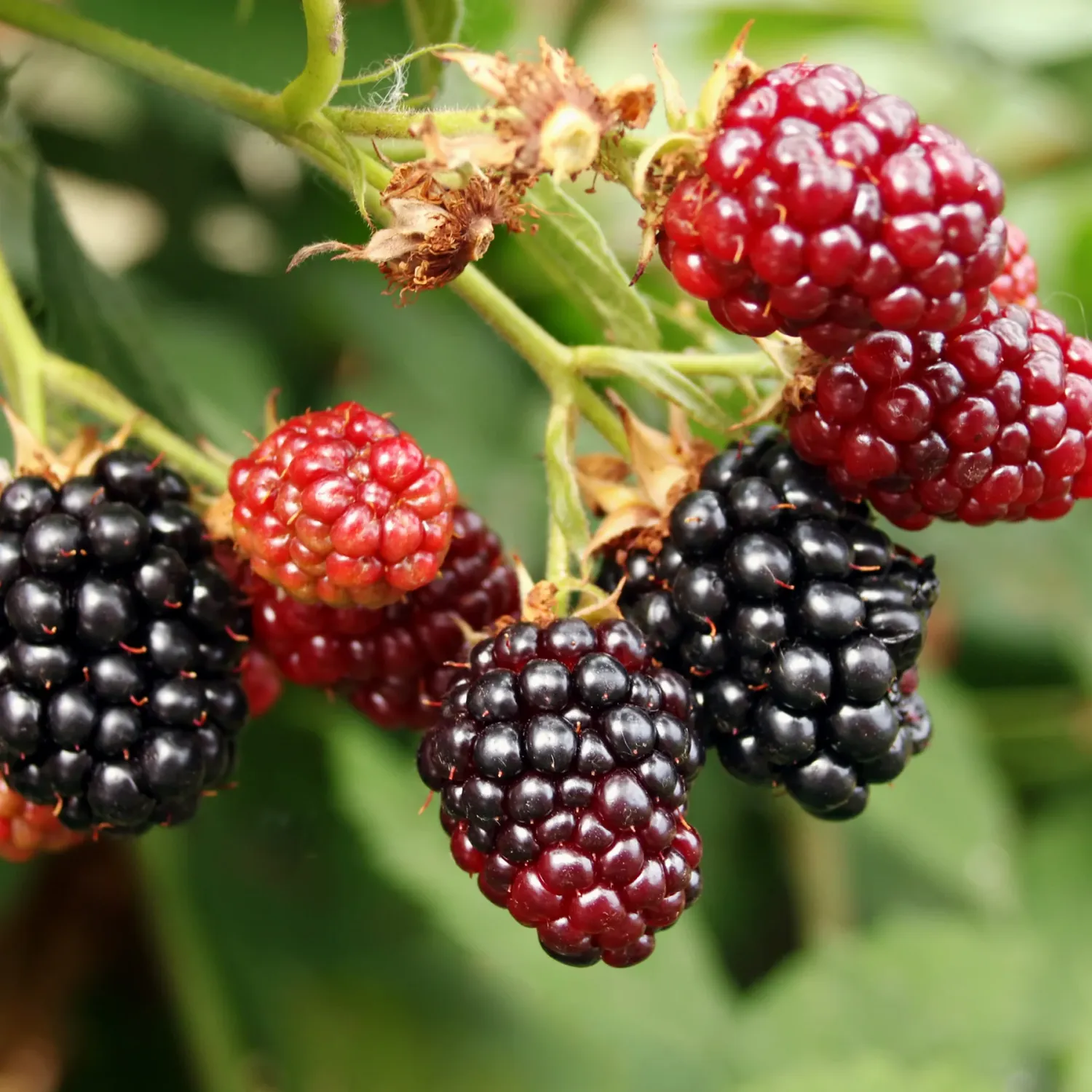 Rubus, fruticosus, Apache - #2