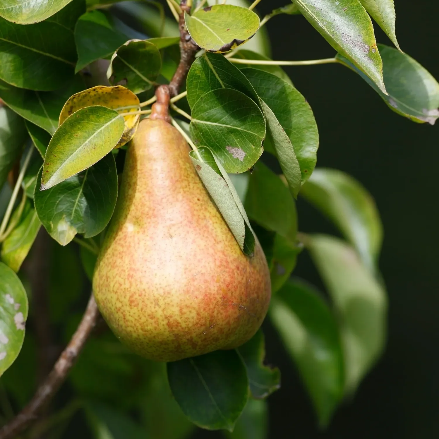 Pyrus, communis, Orient - #5