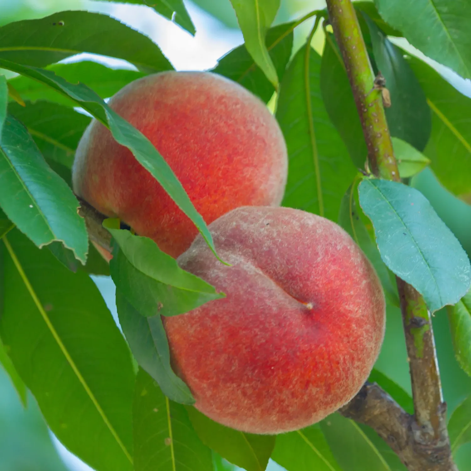 Prunus, per, Red Haven - #7