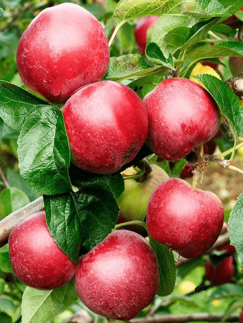 Malus, xdom, Sweet Tropic- #5