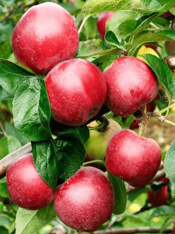 Malus, xdom, Sweet Tropic- #5