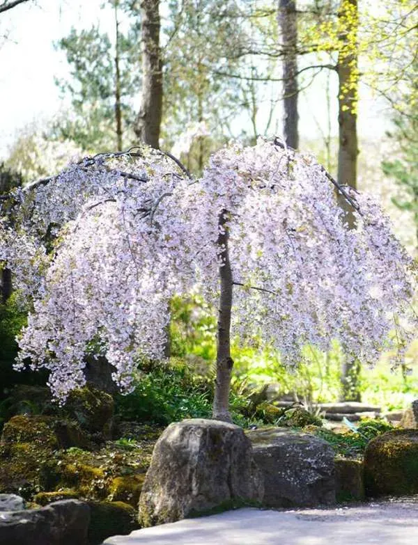 Prunus, sub, Snow Fountains - #15