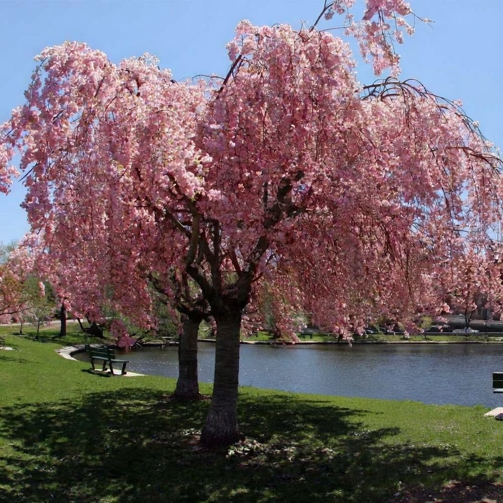 Prunus, Subhirtella Double - #15