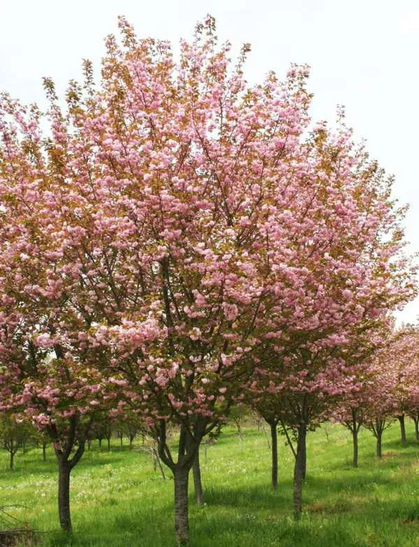 Prunus, serr, Kwanzan - #10