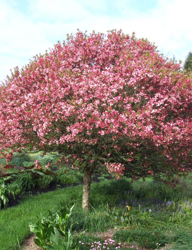 Malus, Coral Burst- #15