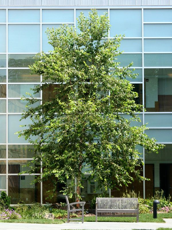 Betula, nigra, Heritage Clump- #15