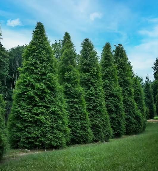 Thuja, Green Giant Arborvitae - #15