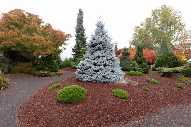 Picea, punge, Monty - #10