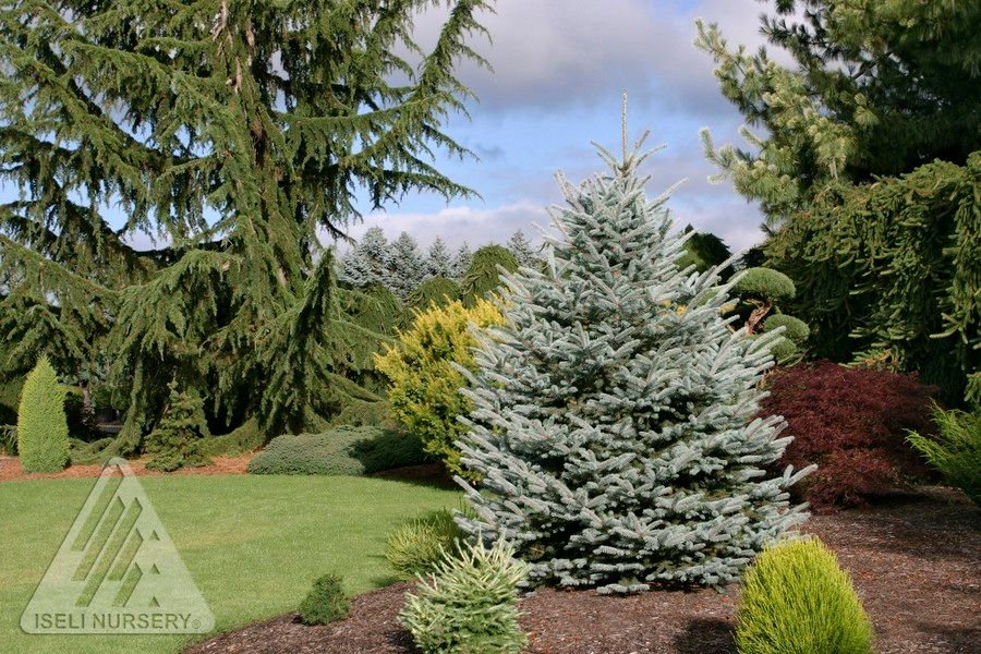 Picea, Fat Albert - #15