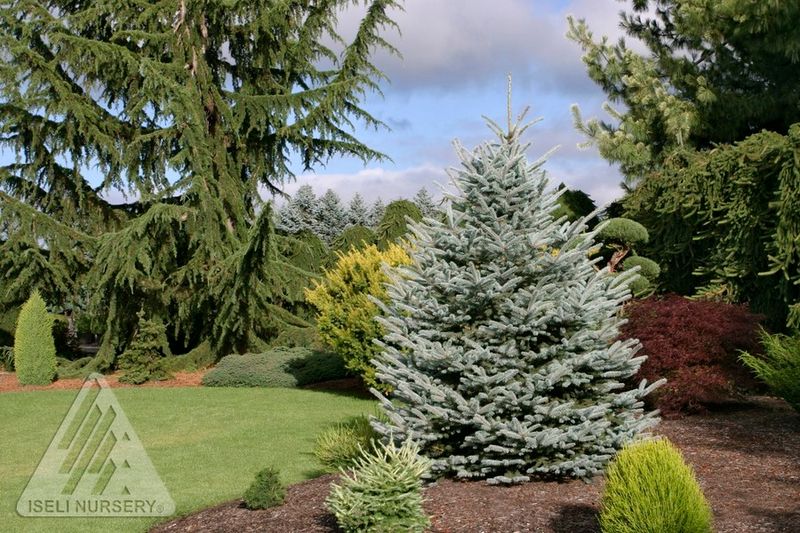 Picea, Fat Albert - #15