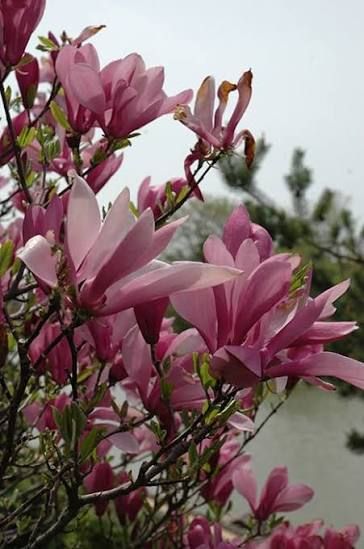 Magnolia, x Ann - #10